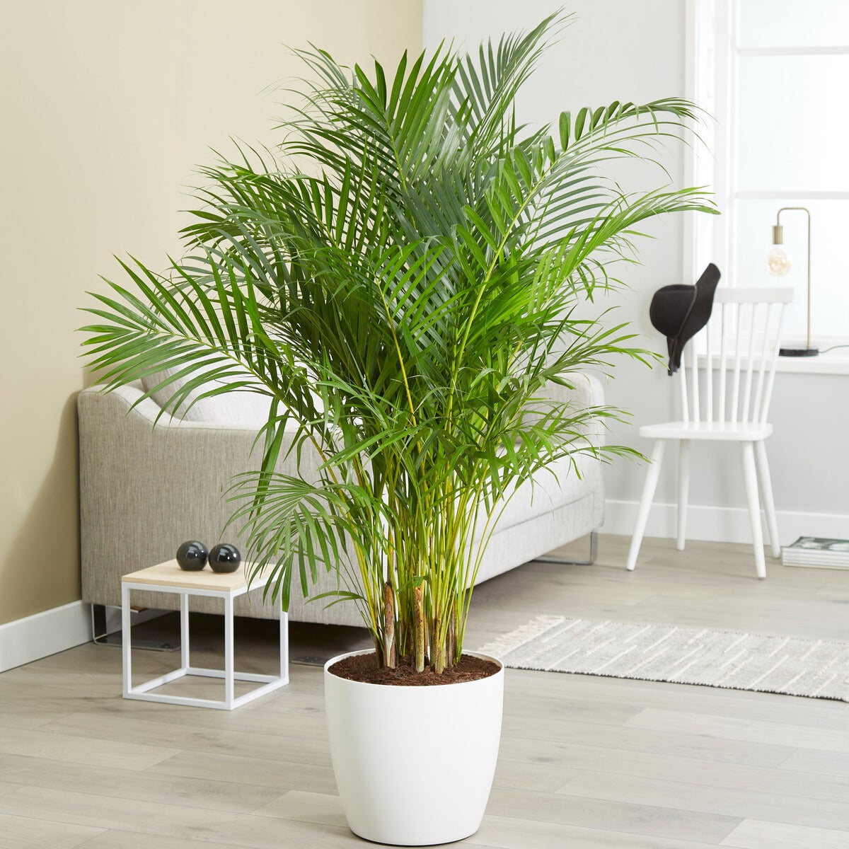 Areca palm - Dypsis lutescens - Kamerplanten