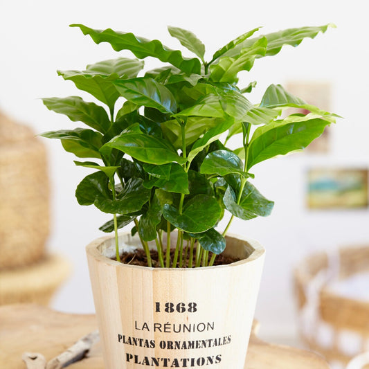 Koffieplant - Coffea arabica - Bakker