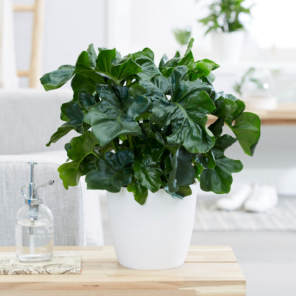 Philodendron Monstera Atom - Philodendron Monstera Atom - Bakker