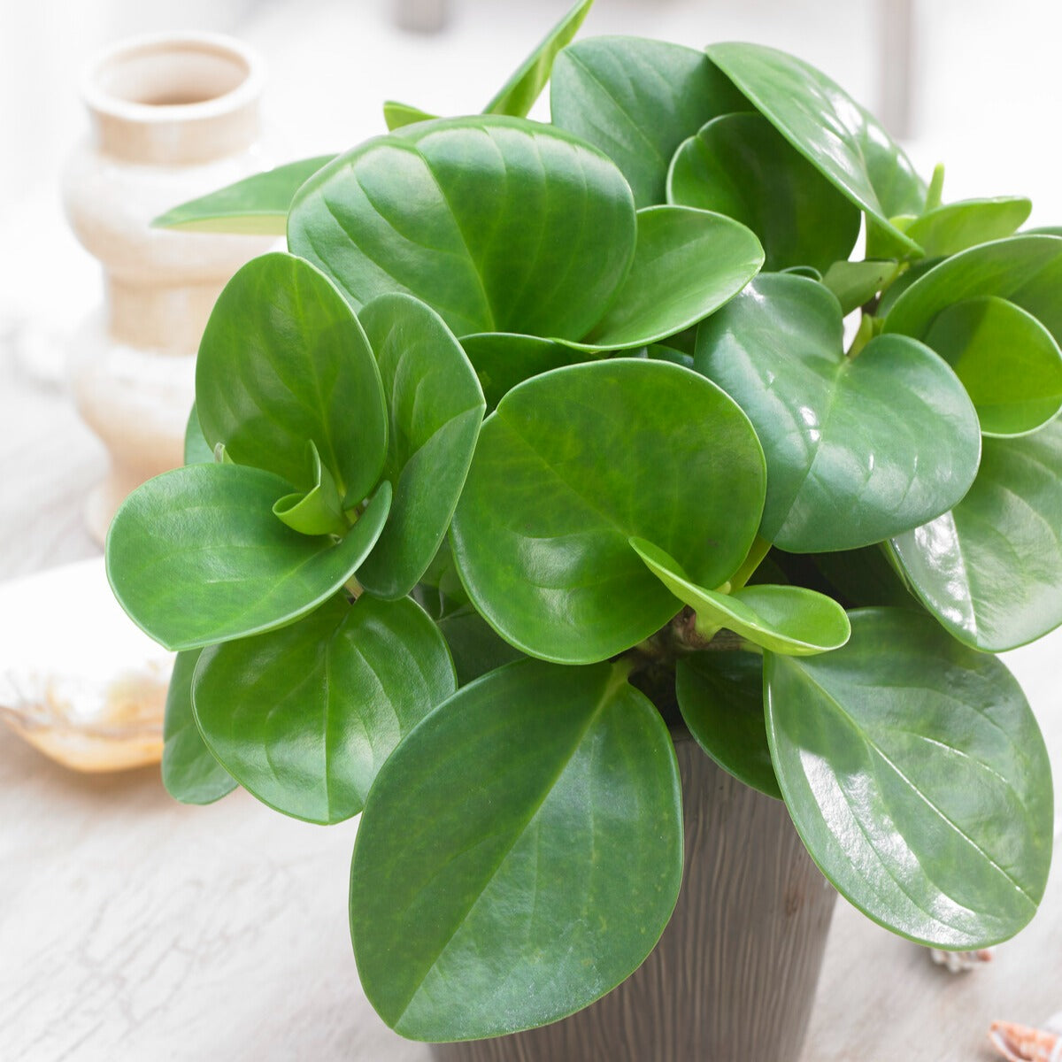 Peperomia 'Green' - Bakker