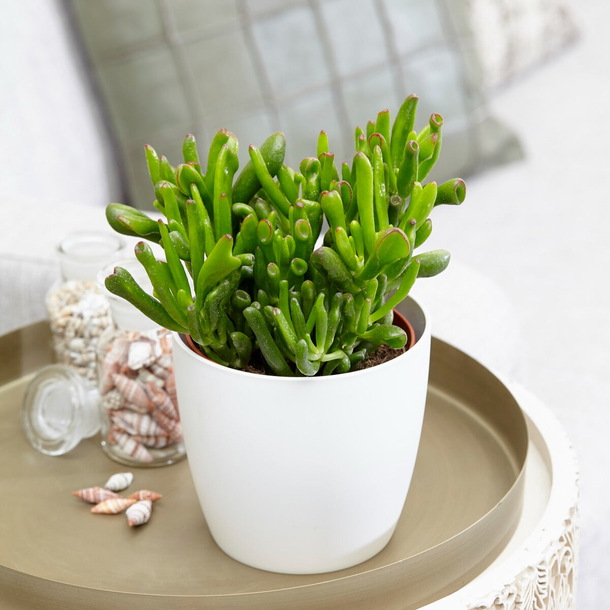 Jadeplant 'Hobbit' - Bakker