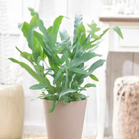 Blauwvaren 'Blue Star' - Kamerplanten voor binnen - Bakker