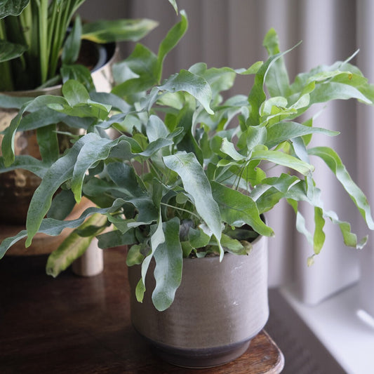 Blauwvaren 'Blue Star' - Bakker