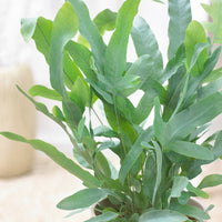 Verkoop Blauwvaren 'Blue Star'