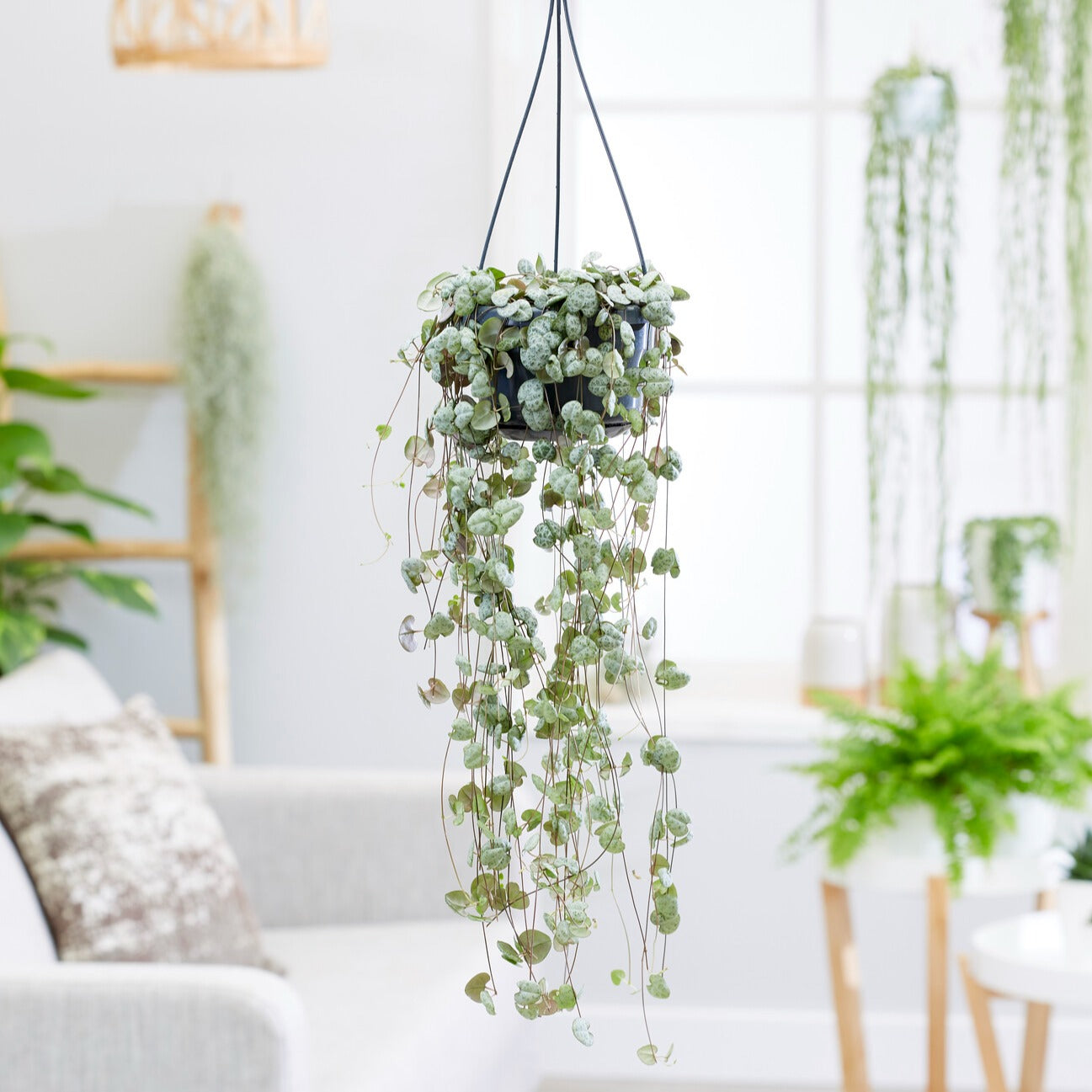 Ceropegia - Lantaarnplantje