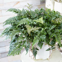Humata tyermanii - Humata tyermanii - Bakker
