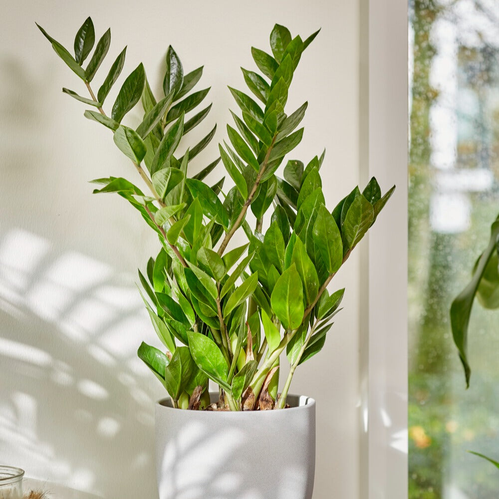Verkoop ZZ Palm