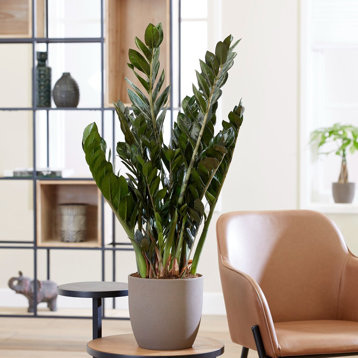 ZZ Palm - Zamioculcas zamiifolia - Bakker