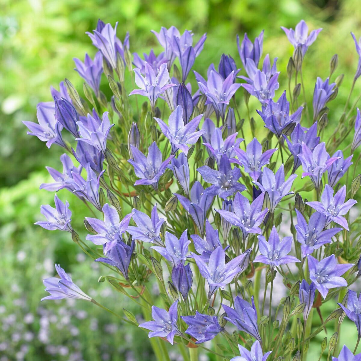 Anemone, Brodiae, Gladiolus, Sparaxis, Freesia, Acidanthera - Verpakking van 312 bollen - Bloembollenpaketten