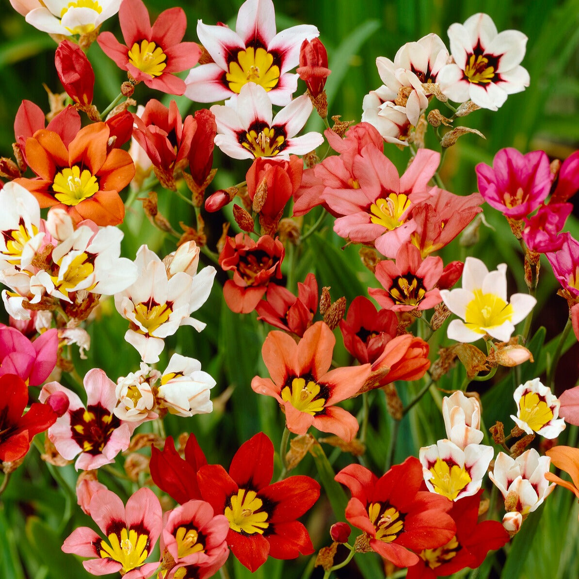 Verkoop Verpakking van 312 bollen - Anemone, Brodiae, Gladiolus, Sparaxis, Freesia, Acidanthera
