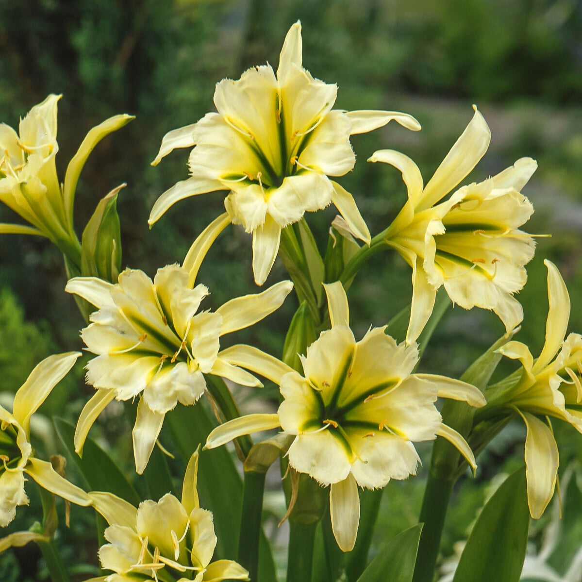 Ismene 'Sulpur Queen' (x2) - Hymenocallis festalis sulphur queen - Bloembollen