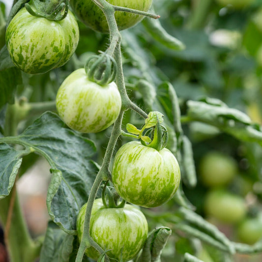 Tomaat 'Green Zebra' zaden - Bakker