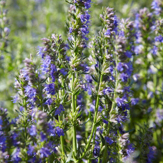 Hyssop - BIO - Bakker