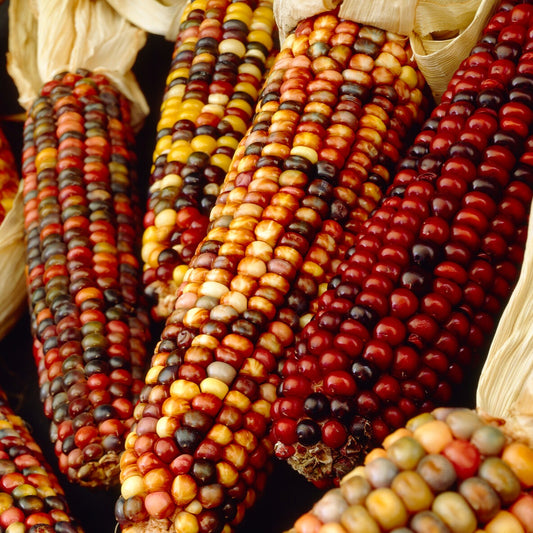 Suikermaïs Mix 'Extra Groot' - Bakker