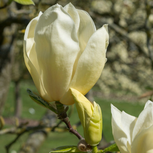 Magnolia 'Yellow Lantern' - Bakker