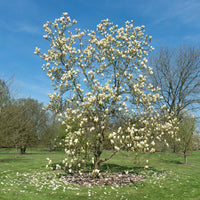 Magnolia 'Yellow Lantern' - Magnolia Yellow Lantern - Bakker