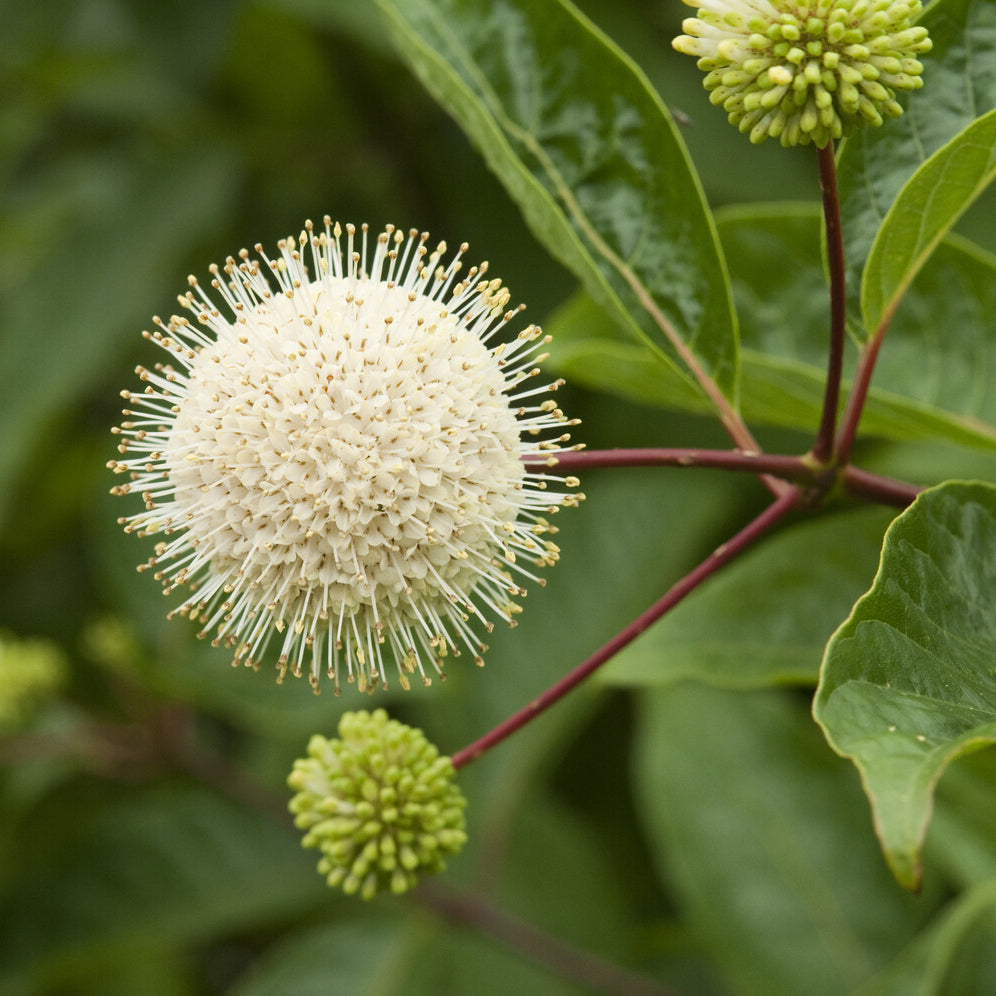 Kogelbloem - Cephalanthus occidentalis - Bakker