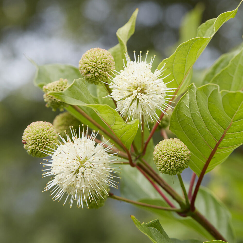 Cephalanthus occidentalis - Kogelbloem - Bloeiende heesters