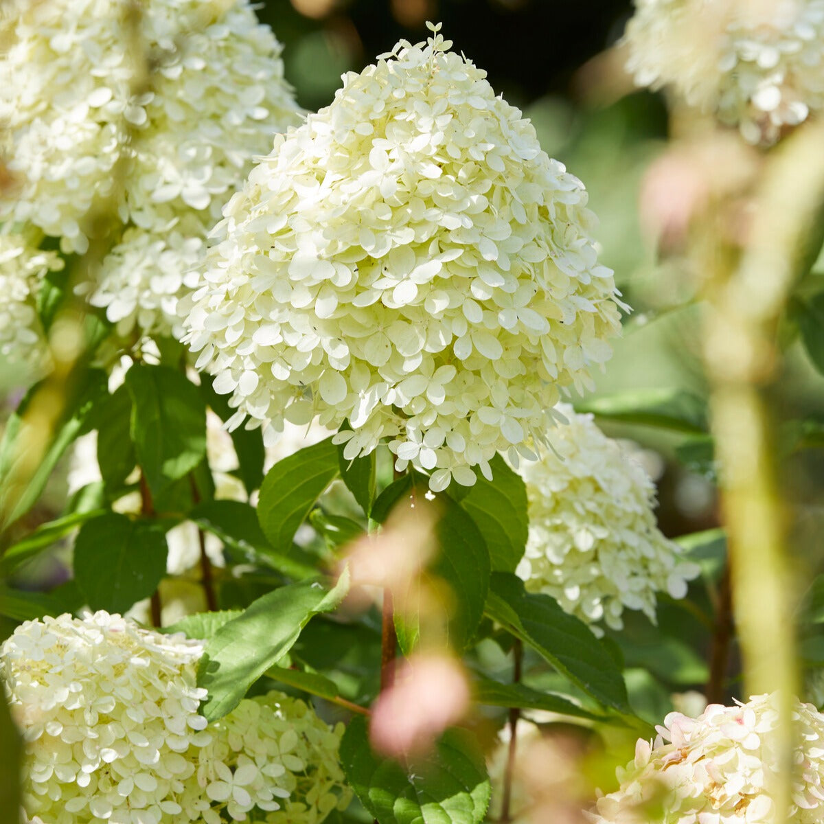 Pluimhortensia 'Limelight' - Hydrangea paniculata limelight ® - Bakker