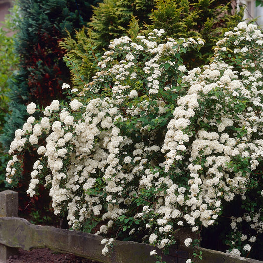 Witte Spierstruik - Bakker