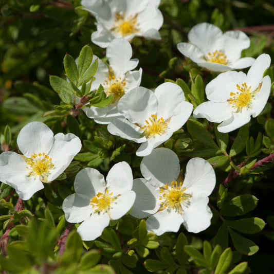 Ganzerik 'Abbotswood'