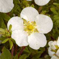 Ganzerik 'Abbotswood' - Potentilla fruticosa Abbotswood - Bakker