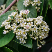 Cotoneaster lacteus - Grootbladige dwergmispel - Heesters