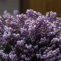 Verkoop Winterheide 'Darley Dale'