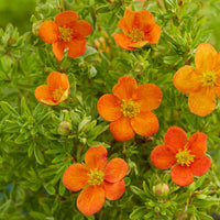 Ganzerik 'Bella Sol'® - Potentilla fruticosa Bella Sol® - Bakker
