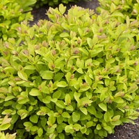 Verkoop Spierstruik 'Pink Sparkler'® - Spiraea betulifolia Pink Sparkler®