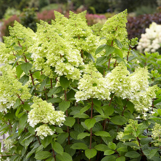 Pluimhortensia Magical® 'Moonlight' - Bakker