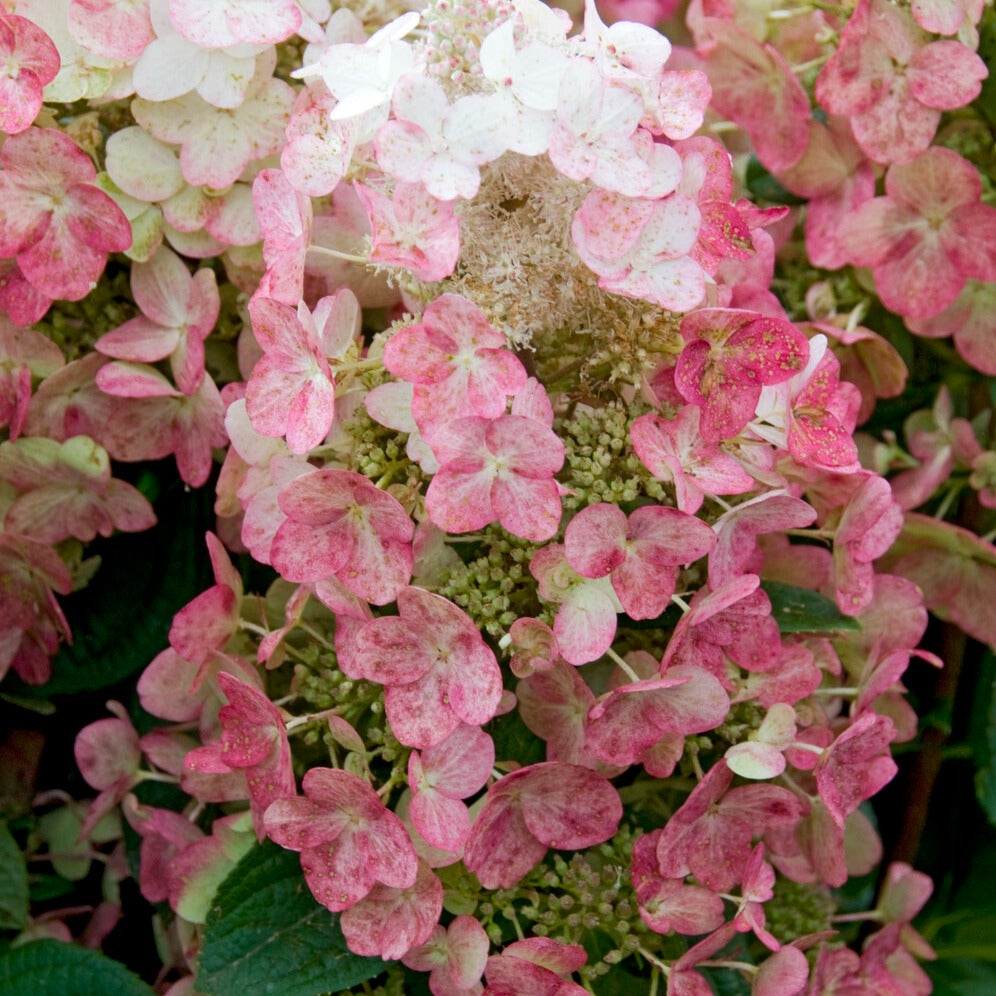 Pluimhortensia Magical® 'Fire' - Bakker