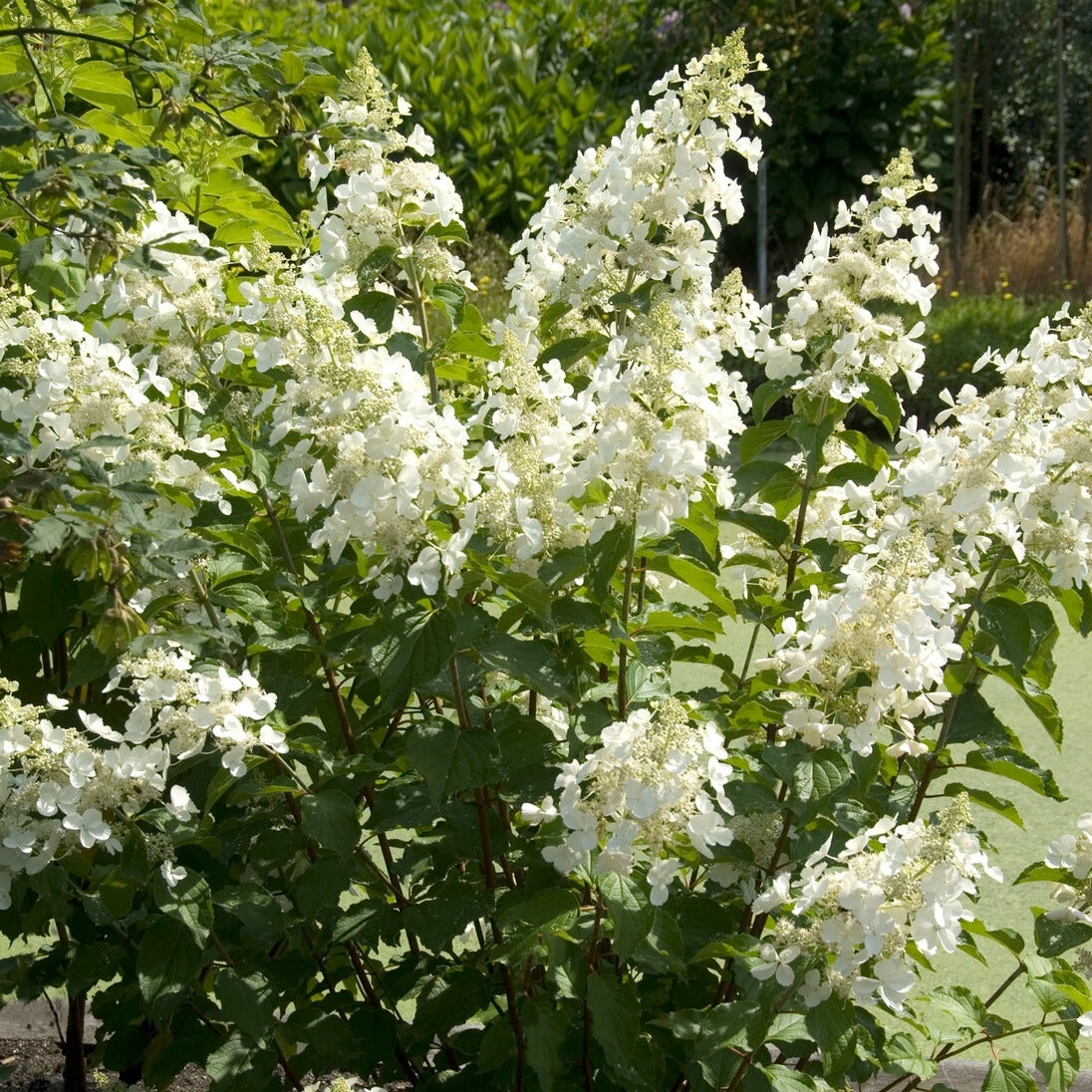 Pluimhortensia 'Pink Lady' - Hydrangea paniculata pink lady - Bakker
