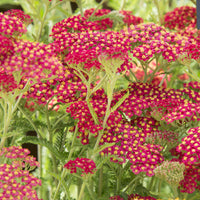 Duizendblad millefeuille Paprika - Bakker