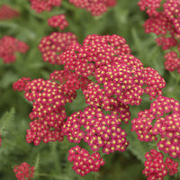 Duizendblad millefeuille Paprika - Achillea millefolium Paprika - Bakker