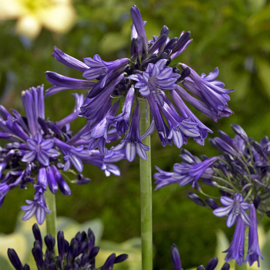 Afrikaanse lelie 'Black Pantha' - Bakker