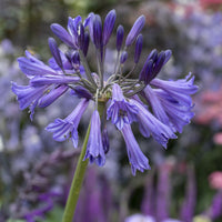 Afrikaanse lelie 'Black Pantha' - Agapanthus Black Pantha - Bakker
