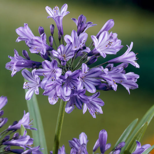 Afrikaanse lelie 'Blue Triumphator' - Bakker