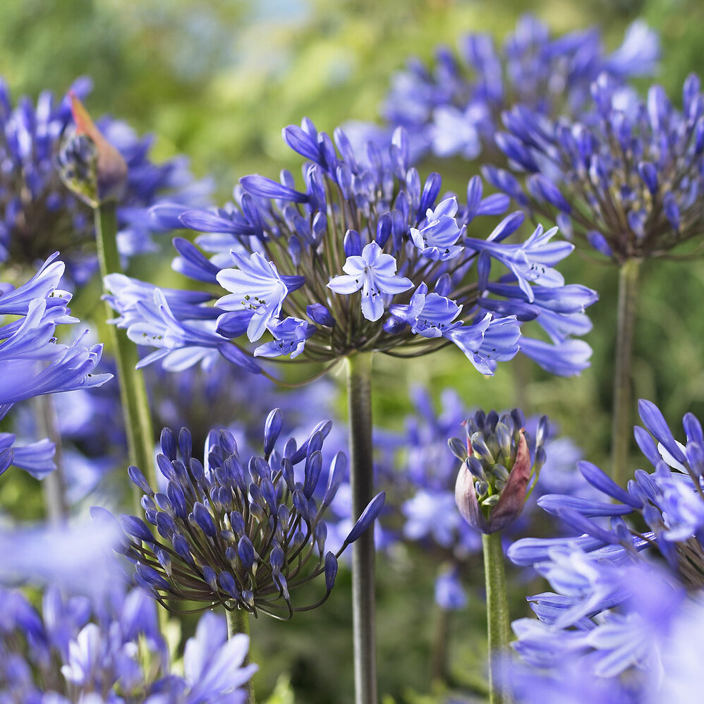 Agapanthus x africanus Doctor Brouwer - Afrikaanse lelie Doctor Brouwer - Agapanthus