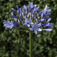 Afrikaanse lelie Doctor Brouwer - Agapanthus x africanus Doctor Brouwer - Bakker