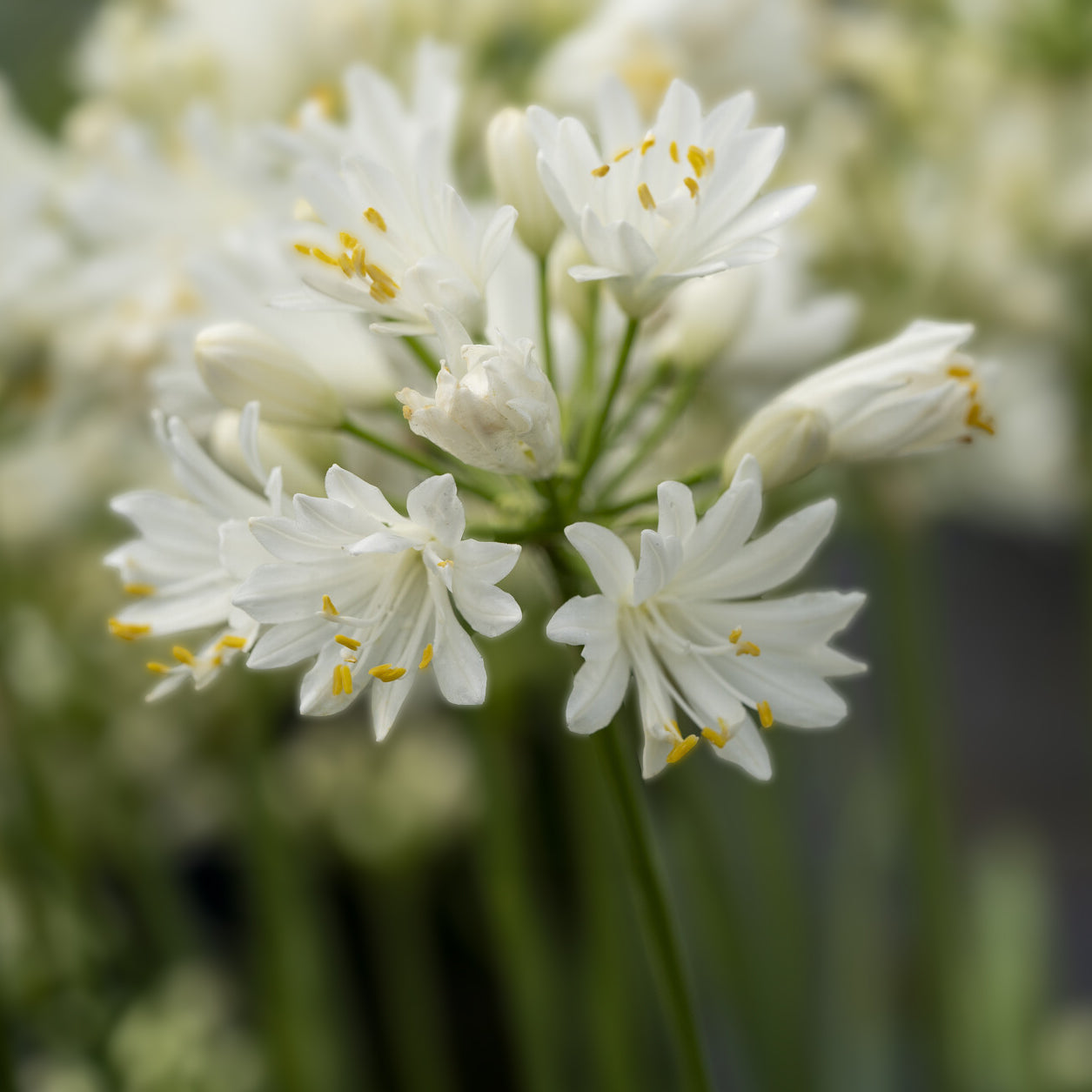 Afrikaanse lelie Double Diamond - Agapanthus rfdd double diamond ...