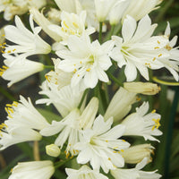 Agapanthus - Afrikaanse lelie Double Diamond - Agapanthus rfdd double diamond