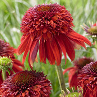 Vaste planten - Zonnehoed Eccentric - Echinacea purpurea Eccentric