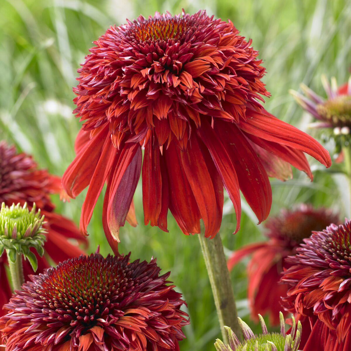 Vaste planten - Zonnehoed Eccentric - Echinacea purpurea Eccentric