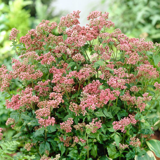 Koninginnekruid - Bakker