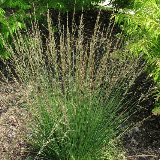 Pijpestrootje Moorflamme - Bakker