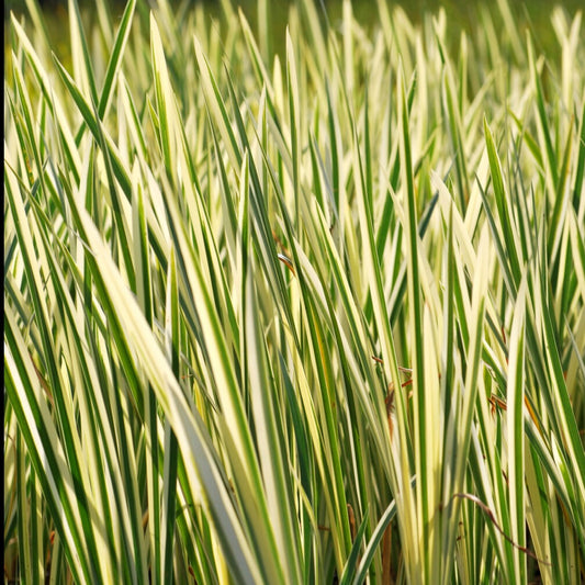 Bonte kalmoes - Bakker