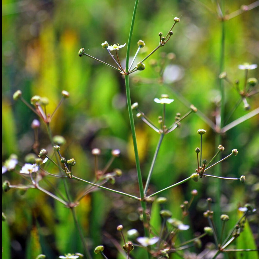 Alisma lanceolatum - Waterweegbree - Alle vijverplanten