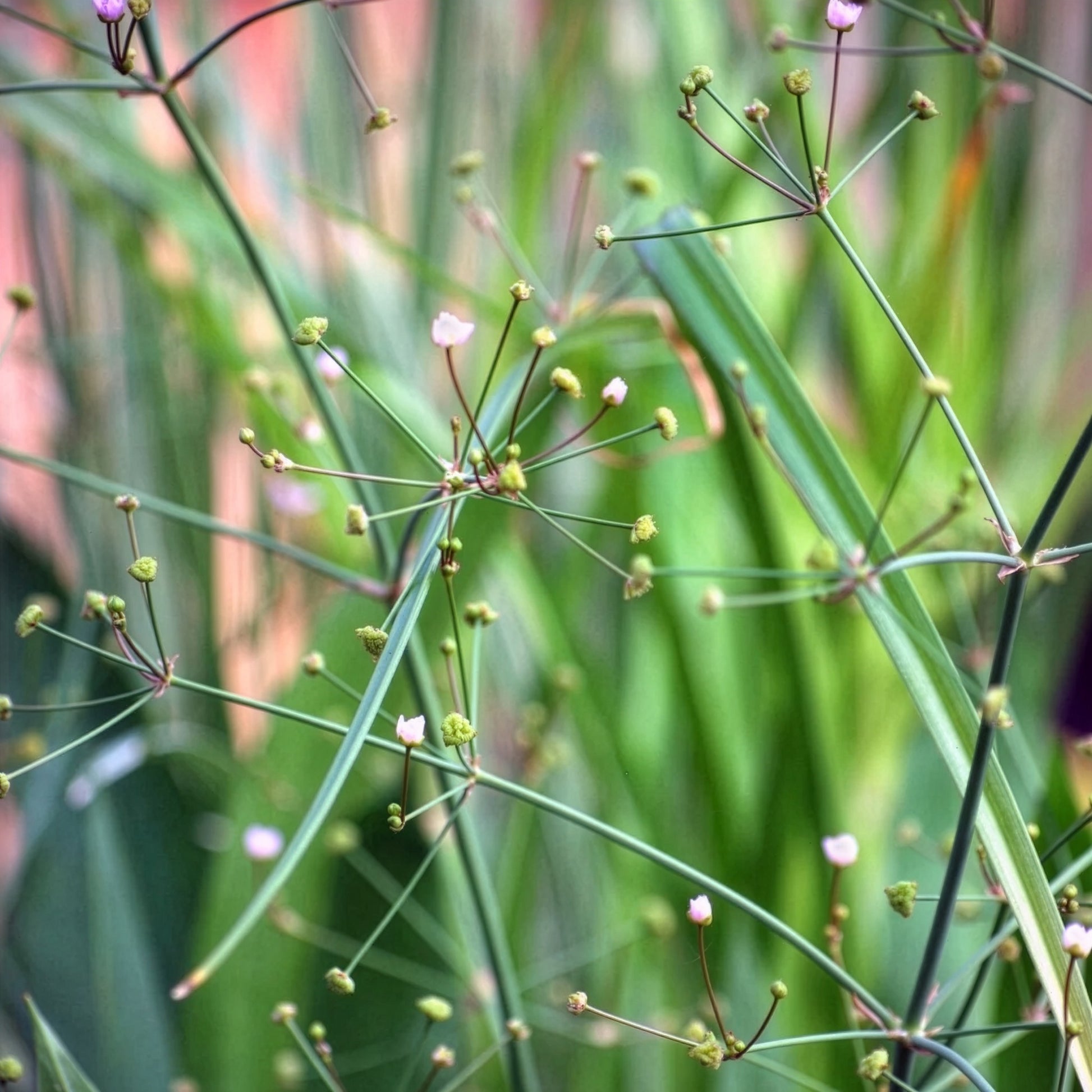 Alisma lanceolatum - Waterweegbree - Alle vijverplanten