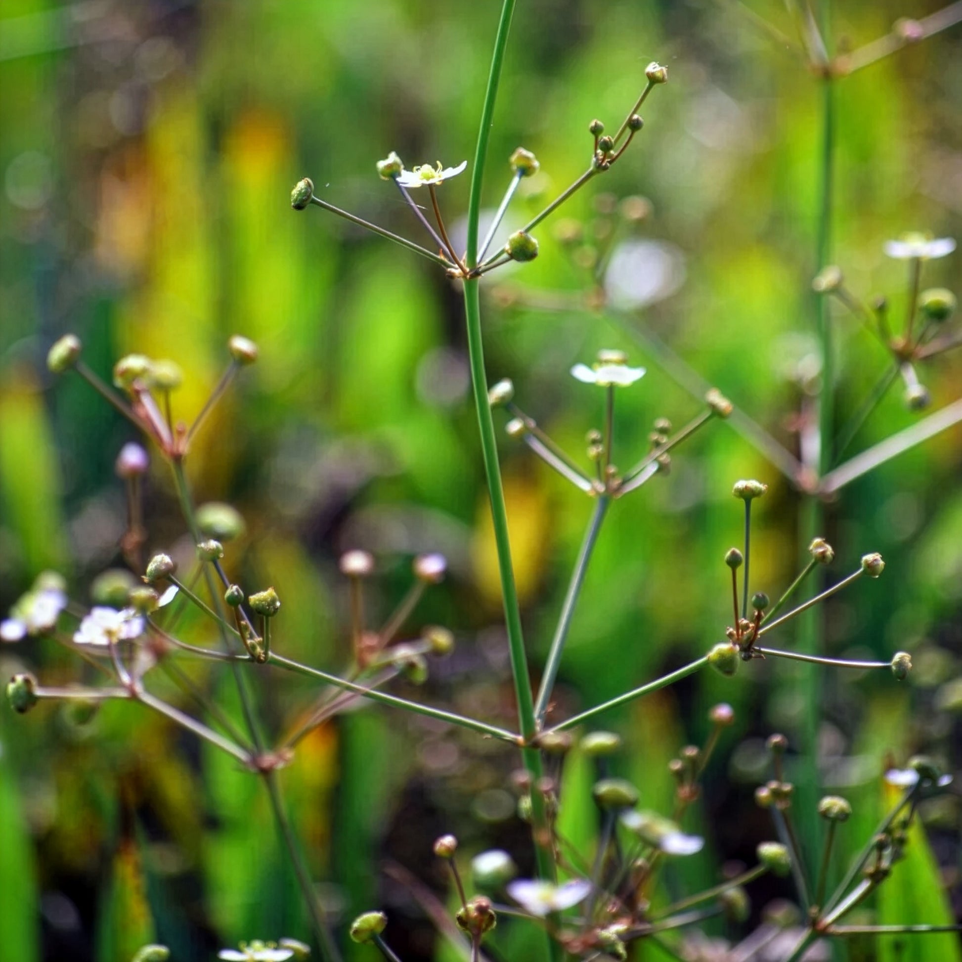 Verkoop Waterweegbree - Alisma lanceolatum